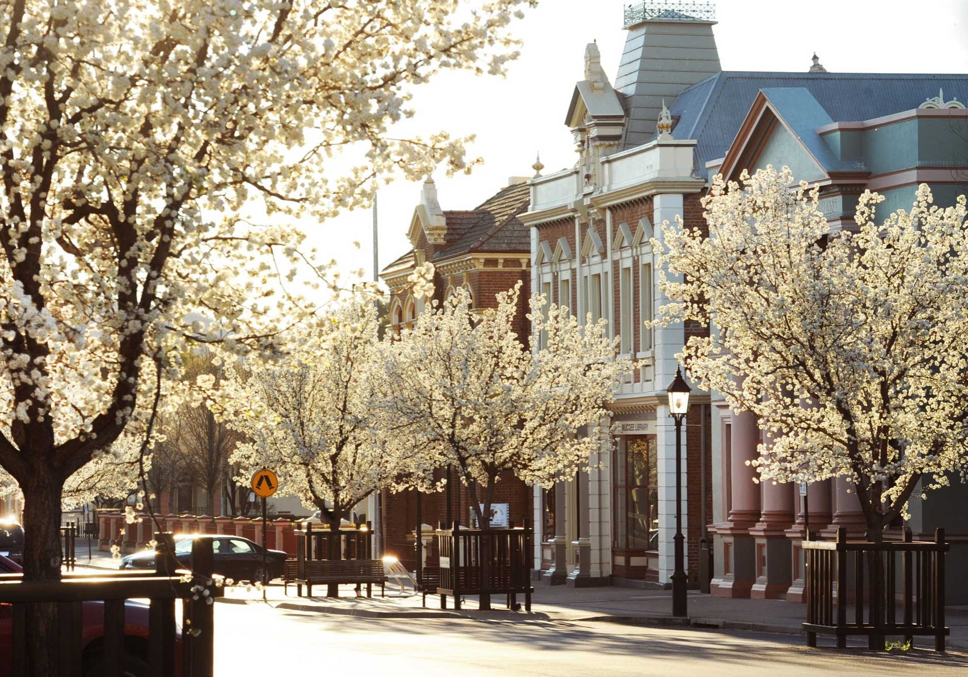 Mudgee Townhall with blossoms